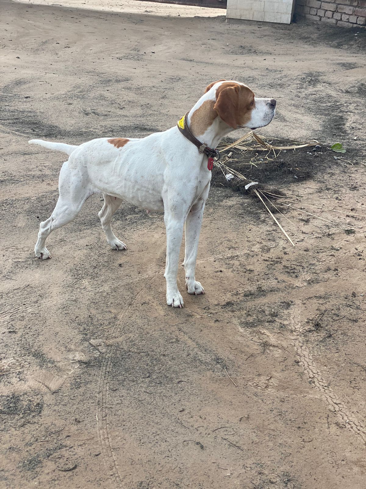 Wisky Of DSB Kennel